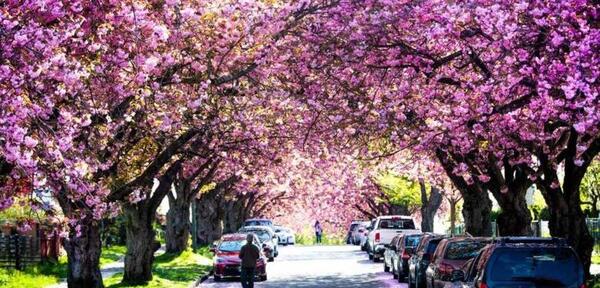 عکس جاهای دیدنی شهر ونکوور کانادا