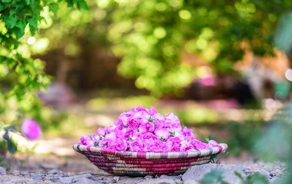 عکس جاهای دیدنی کاشان گلاب گیری