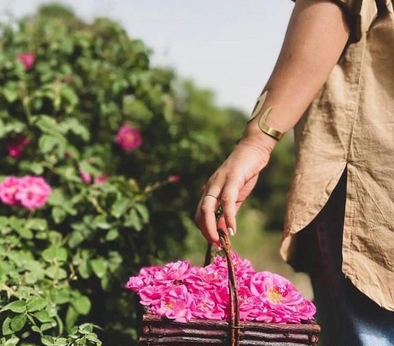 عکس جاهای دیدنی کاشان گلاب گیری
