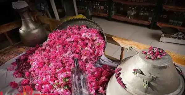 عکس جاهای دیدنی کاشان گلاب گیری