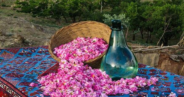 عکس جاهای دیدنی کاشان گلاب گیری