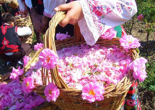 عکس جاهای دیدنی کاشان گلاب گیری