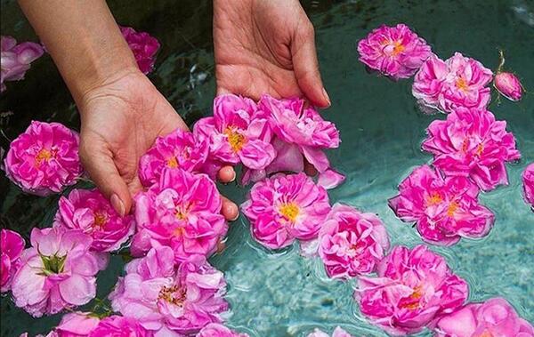 عکس جاهای دیدنی کاشان گلاب گیری