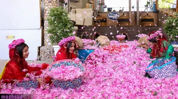 عکس جاهای دیدنی کاشان گلاب گیری