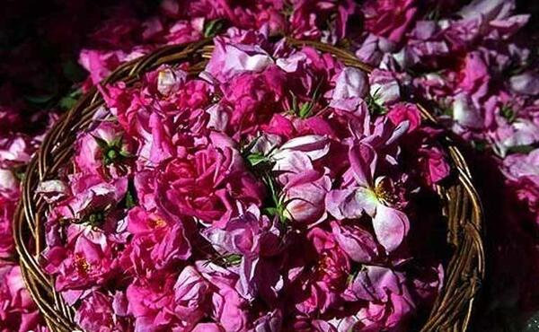 عکس جاهای دیدنی کاشان گلاب گیری