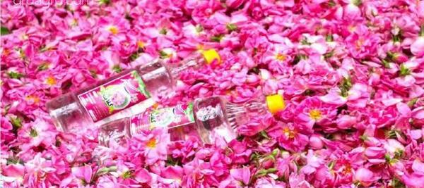 عکس جاهای دیدنی کاشان گلاب گیری
