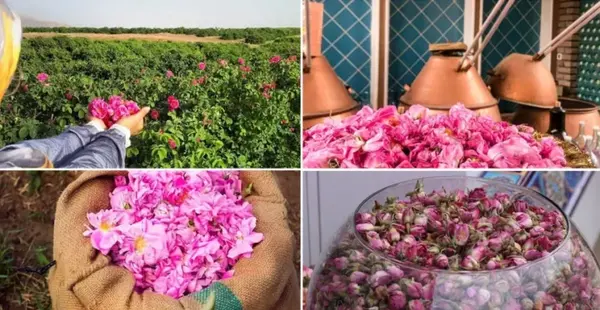 عکس جاهای دیدنی کاشان گلاب گیری