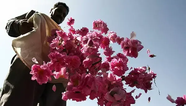 عکس جاهای دیدنی کاشان گلاب گیری