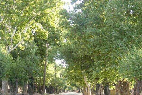 عکس جاهای دیدنی باغستان فردوس
