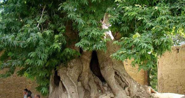 عکس جاهای دیدنی طرق رود نطنز