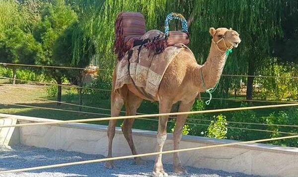 عکس جاهای دیدنی صفادشت ملارد