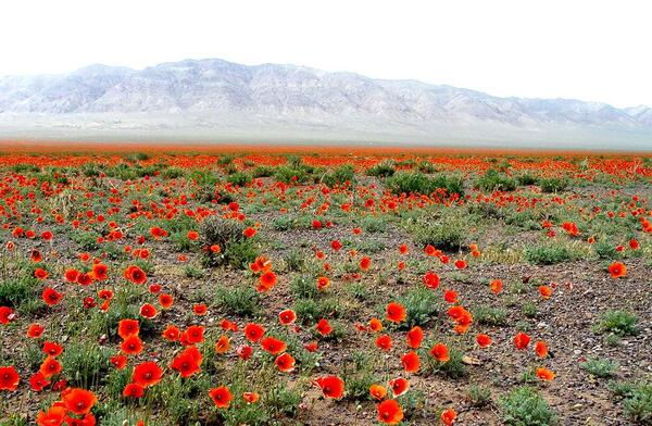 عکس جاهای دیدنی اطراف صفادشت