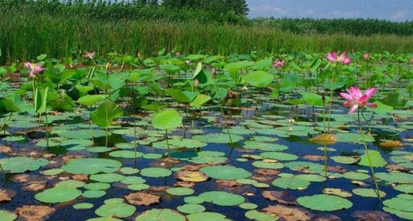 عکس جاهای دیدنی شمال ایران در بهار