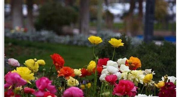 عکس جاهای دیدنی سنندج در بهار