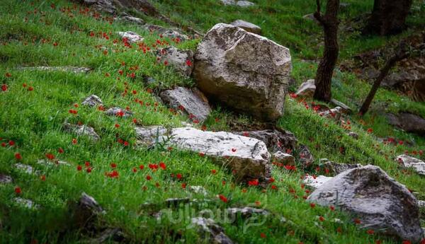 عکس جاهای دیدنی دزفول در زمستان