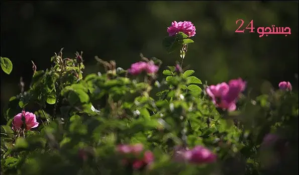 عکس جاهای دیدنی قطور خوی