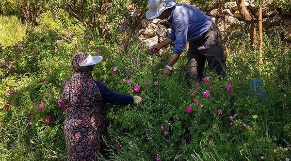 عکس های روستای عنصرود