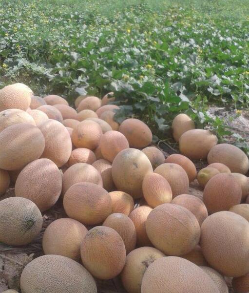 عکس روستای طالبی