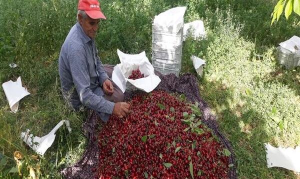 عکس از روستای رویین اسفراین