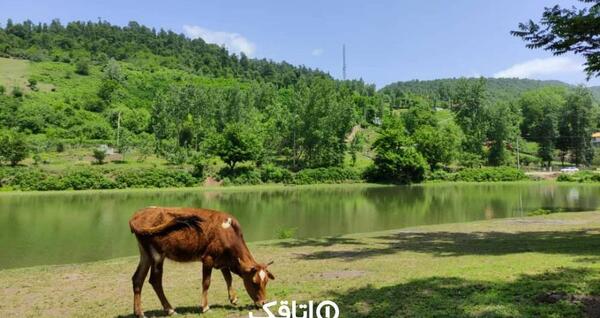 عکس روستای حلیمه جان رودبار