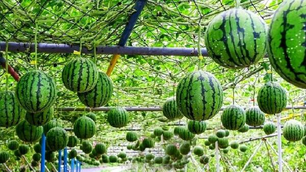 عکس شهر هندوانه