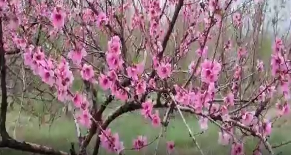 عکس شهر نهاوند همدان