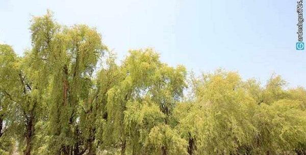 عکس های از شهر کهنوج