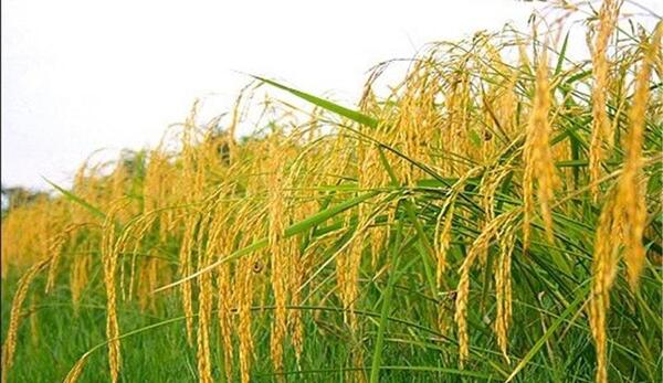 عکس شهر شالیزار
