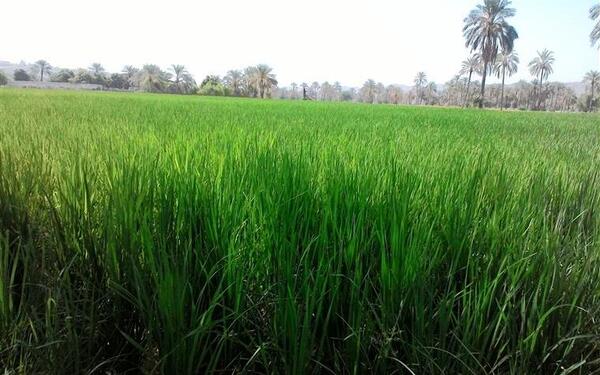 عکس شهر شالیزار