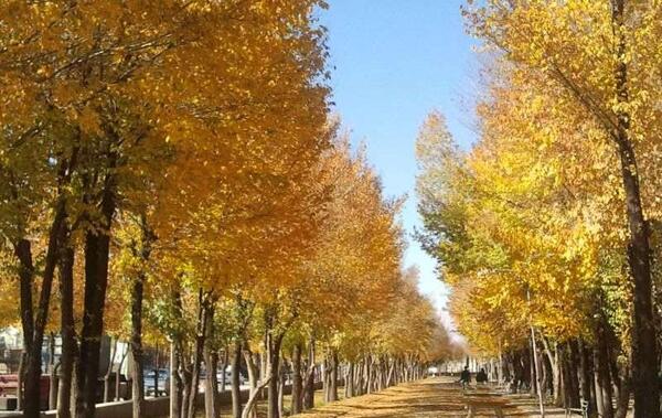 عکس هایی از شهر بروجن