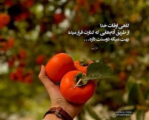 عکس شهریار پیروزفر