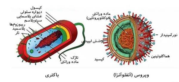 عکس ویروس ها وباکتری ها