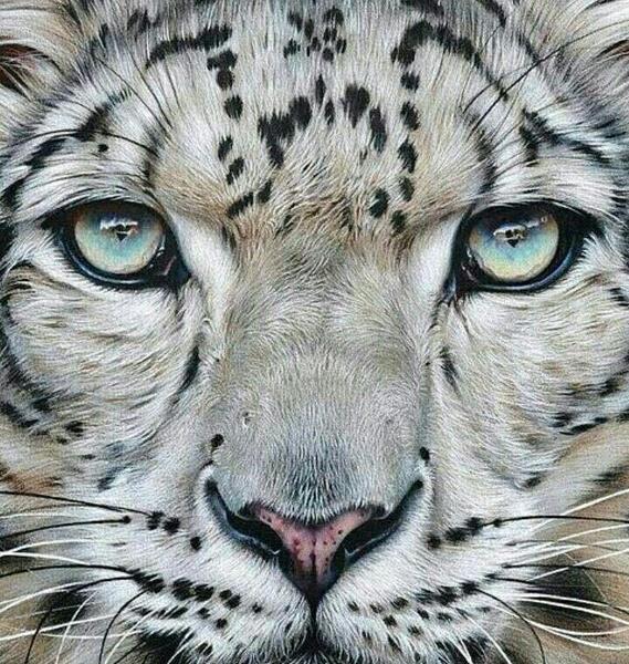 عکس نقاشی یوزپلنگ آسان