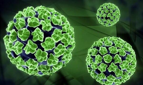 عکس های ویروس hpv