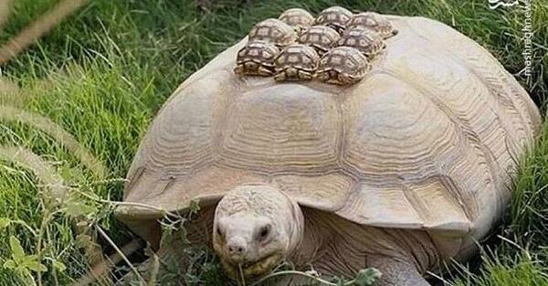 عکس نقاشی لاک پشت بزرگ