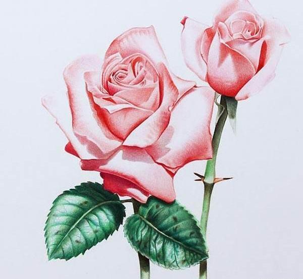 عکس نقاشی گل رز آبی