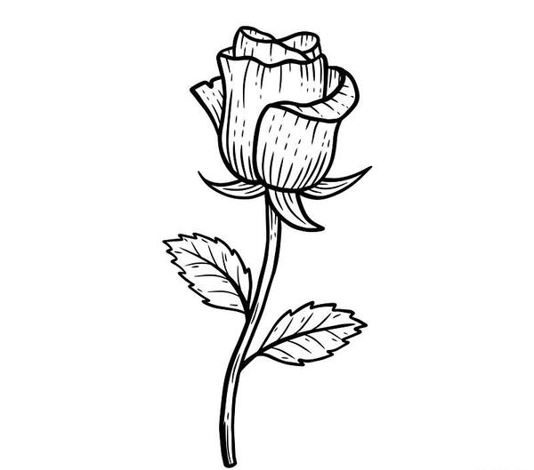 عکس نقاشی گل رز آبی