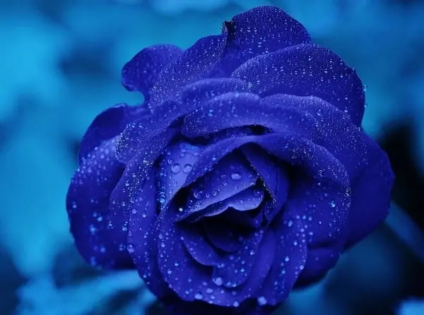 عکس نقاشی گل رز آبی