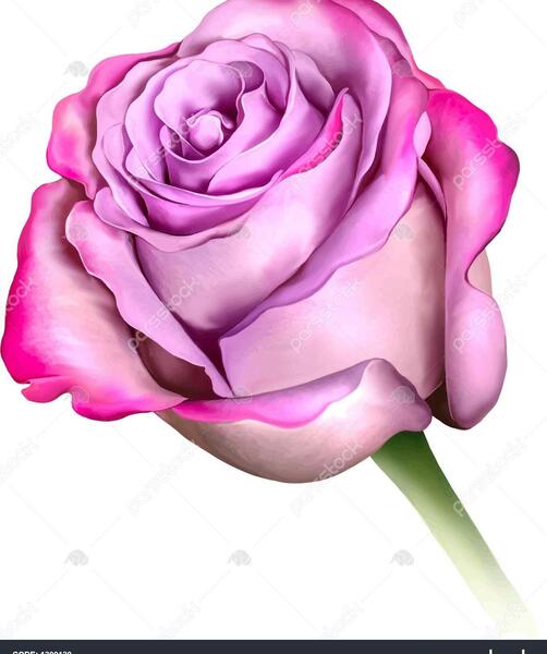 عکس نقاشی گل رز آبی