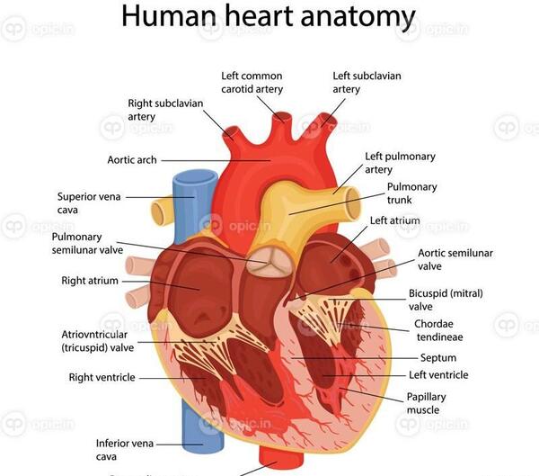 عکس قلب واقعی نقاشی شده