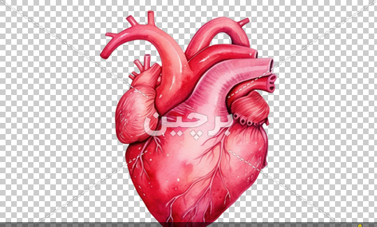 عکس قلب واقعی نقاشی شده