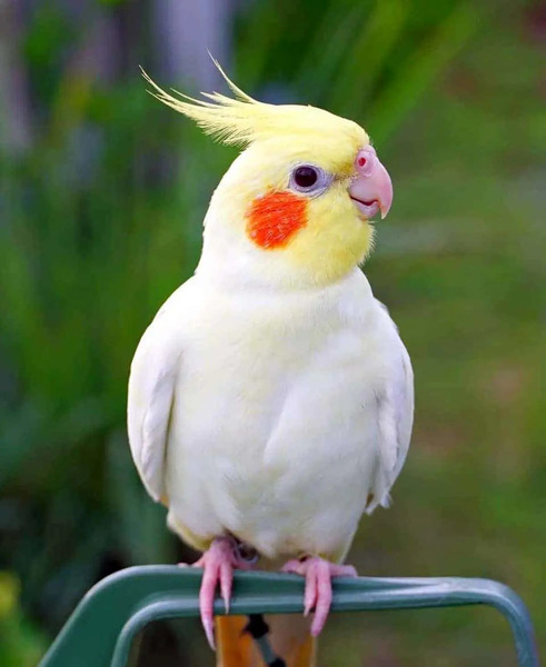 عکس نقاشی طوطی عروس هلندی