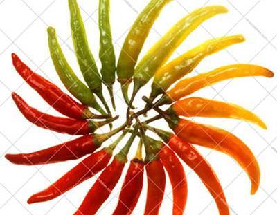 عکس نقاشی ضرب المثل فلفل نبین چه ریزه بشکن ببین چه تیزه