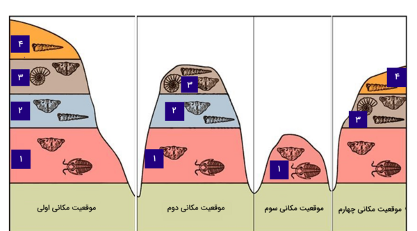 عکس نقاشی فسیل صدف