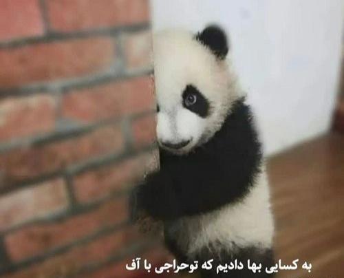 عکس نقاشی پاندای خوشگل