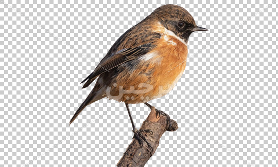 عکس نقاشی پرنده روی درخت