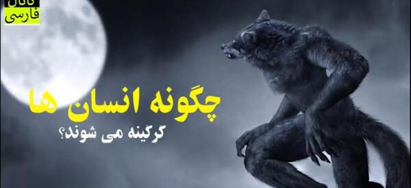 عکس واقعی گرگ آدم نما