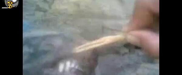 عکس واقعی گرگ آدم نما