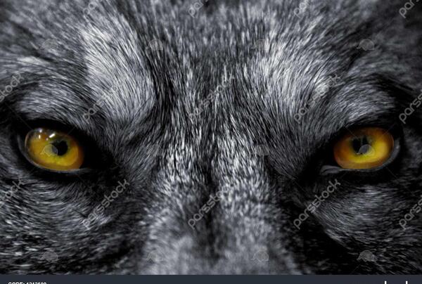 عکس واقعی گرگ وحشی