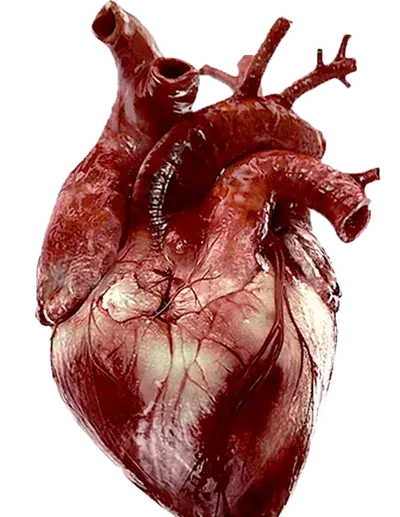 عکس واقعی قلب آدم